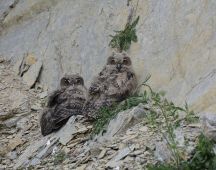 13 Haben mit 6 Wochen den Fuss der Felswand aufgesucht